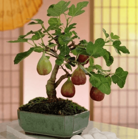 Hạt giống sung mỹ - Ảnh 1